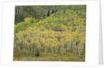 Aspens in Castle Creek Valley by Anonymous