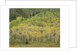 Aspens in Castle Creek Valley by Anonymous