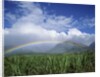 Rainbow Above Sugar Cane Field on Maui by Anonymous