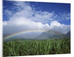 Rainbow Above Sugar Cane Field on Maui by Anonymous