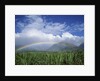 Rainbow Above Sugar Cane Field on Maui by Anonymous