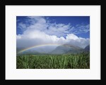 Rainbow Above Sugar Cane Field on Maui by Anonymous