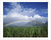 Rainbow Above Sugar Cane Field on Maui by Anonymous