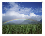 Rainbow Above Sugar Cane Field on Maui by Anonymous