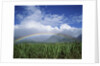 Rainbow Above Sugar Cane Field on Maui by Anonymous