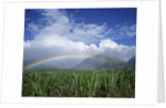 Rainbow Above Sugar Cane Field on Maui by Anonymous