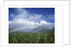 Rainbow Above Sugar Cane Field on Maui by Anonymous