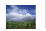 Rainbow Above Sugar Cane Field on Maui by Anonymous