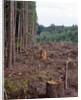 Clearcut in Olympic National Forest by Anonymous