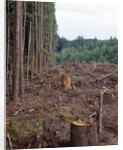 Clearcut in Olympic National Forest by Anonymous