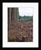 Clearcut in Olympic National Forest by Anonymous