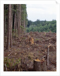 Clearcut in Olympic National Forest by Anonymous
