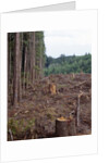 Clearcut in Olympic National Forest by Anonymous