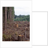 Clearcut in Olympic National Forest by Anonymous