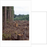 Clearcut in Olympic National Forest by Anonymous