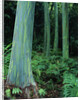 Rainbow Eucalyptus (Mindanao Gum) Trees by Anonymous