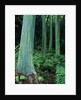 Rainbow Eucalyptus (Mindanao Gum) Trees by Anonymous