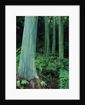 Rainbow Eucalyptus (Mindanao Gum) Trees by Anonymous