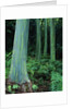Rainbow Eucalyptus (Mindanao Gum) Trees by Anonymous