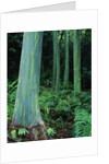 Rainbow Eucalyptus (Mindanao Gum) Trees by Anonymous