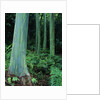 Rainbow Eucalyptus (Mindanao Gum) Trees by Anonymous