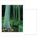Rainbow Eucalyptus (Mindanao Gum) Trees by Anonymous
