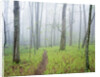 Oak Forest in Fog by Anonymous