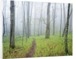 Oak Forest in Fog by Anonymous