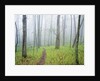 Oak Forest in Fog by Anonymous
