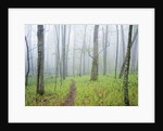 Oak Forest in Fog by Anonymous