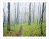 Oak Forest in Fog by Anonymous