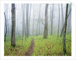 Oak Forest in Fog by Anonymous