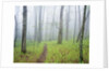Oak Forest in Fog by Anonymous