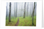 Oak Forest in Fog by Anonymous