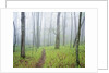 Oak Forest in Fog by Anonymous