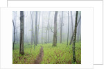Oak Forest in Fog by Anonymous