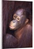 Baby Orangutan by Anonymous
