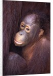Baby Orangutan by Anonymous