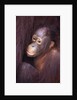 Baby Orangutan by Anonymous