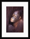 Baby Orangutan by Anonymous