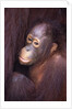 Baby Orangutan by Anonymous