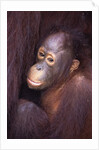 Baby Orangutan by Anonymous