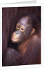 Baby Orangutan by Anonymous