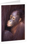 Baby Orangutan by Anonymous