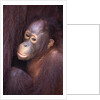 Baby Orangutan by Anonymous