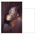Baby Orangutan by Anonymous