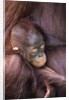 Orangutan Baby Sleeping by Anonymous