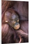 Orangutan Baby Sleeping by Anonymous