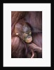 Orangutan Baby Sleeping by Anonymous