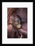Orangutan Baby Sleeping by Anonymous